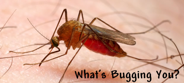mosquito control graphic