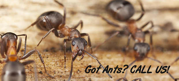 commercial pest control graphic